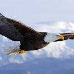 Life After TBI: Fly Like an Eagle