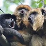 Calming Those “Chattering Monkeys” In Our Head